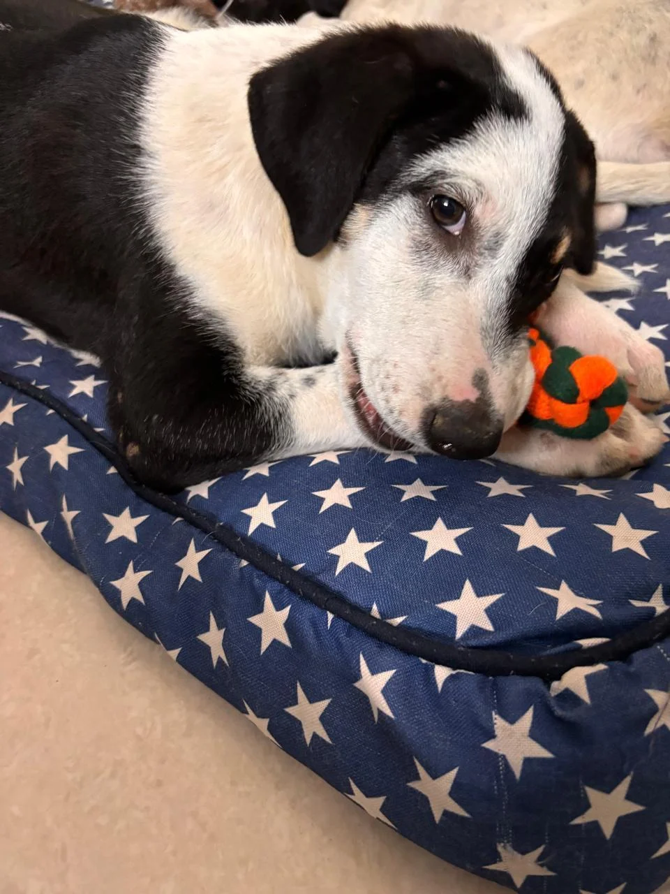 Please don’t ignore - Cosmo & Dotty are in need of a home