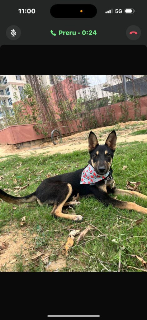Gurgaon adoption request