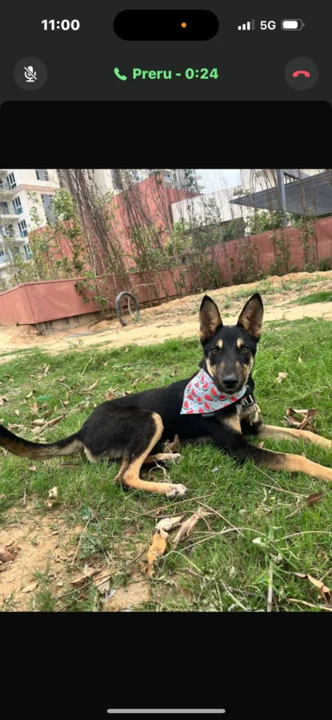 Gurgaon adoption request