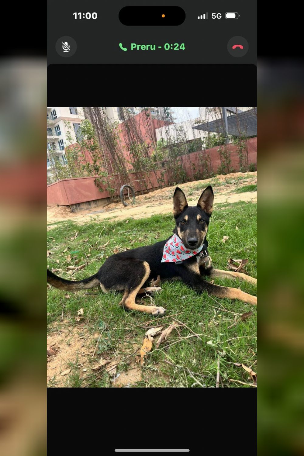 Gurgaon adoption request — Delhi NCR