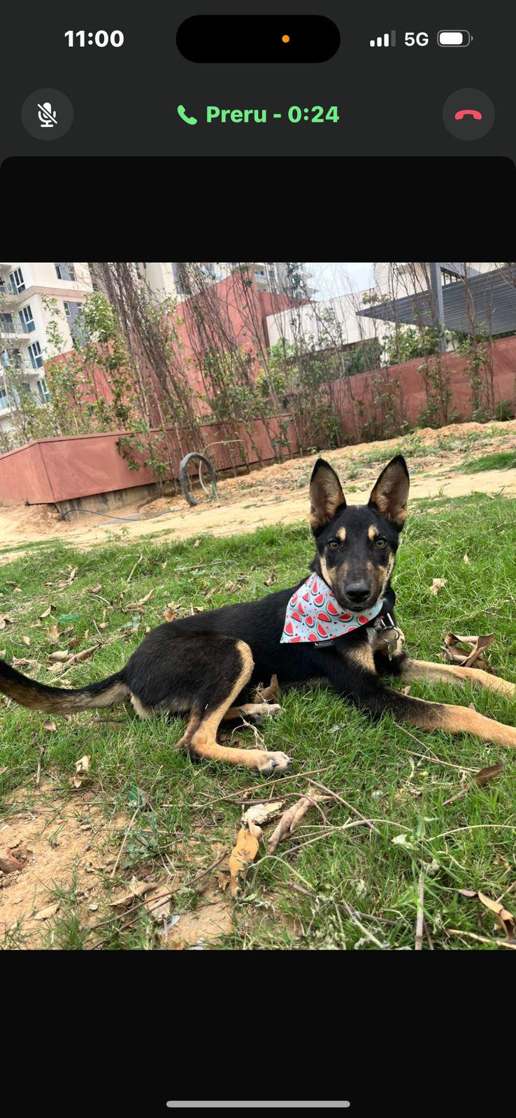 Gurgaon adoption request