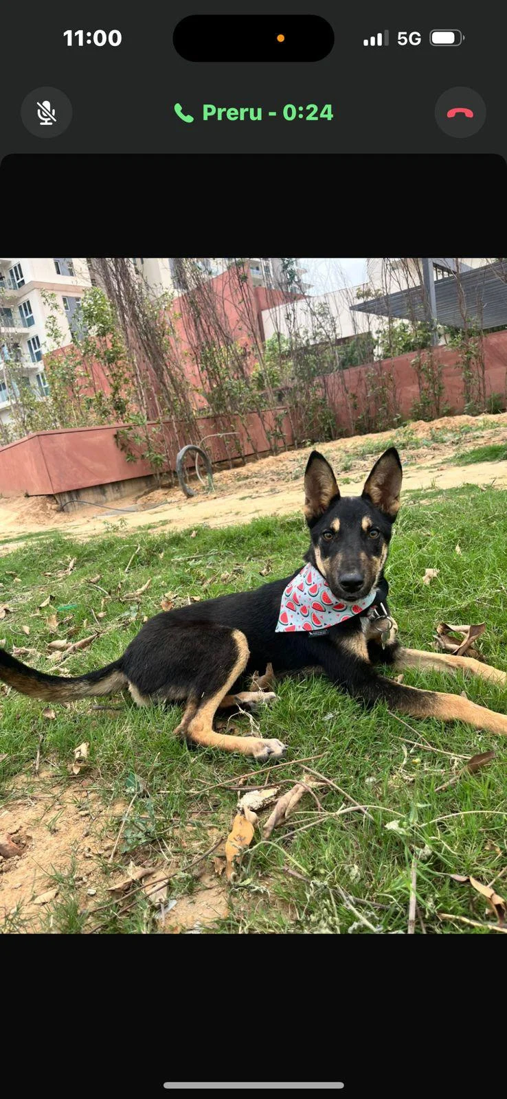 Gurgaon adoption request
