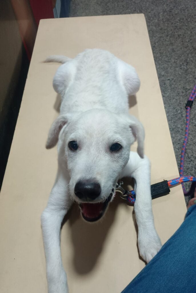 Adoption Appeal for Juno (Bangalore)