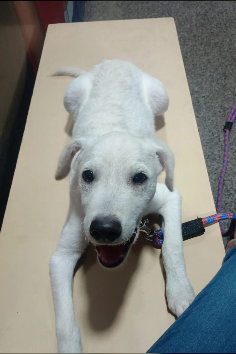 Juno, a 4-month-old male puppy for adoption — Bengaluru