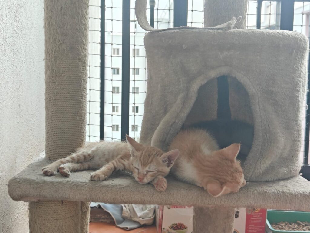 Kittens up for adoption , Bangalore