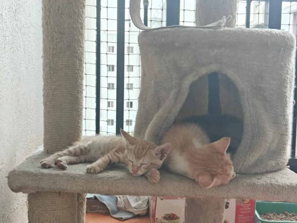 Kittens up for adoption , Bangalore