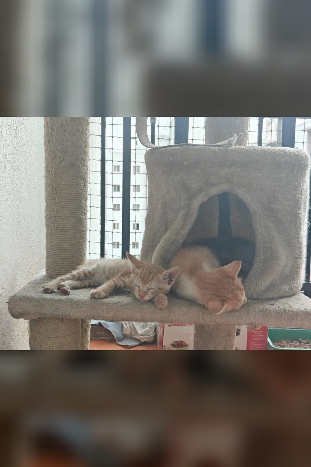 Kittens up for adoption — Bengaluru