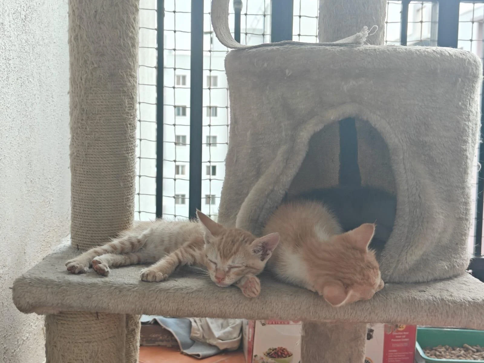 Kittens up for adoption , Bangalore