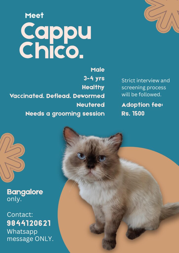 Adopt cappu-CHICO!