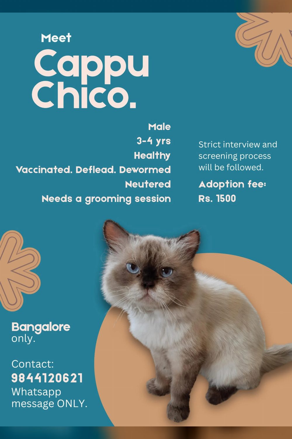 Adopt cappu-CHICO! — Bengaluru