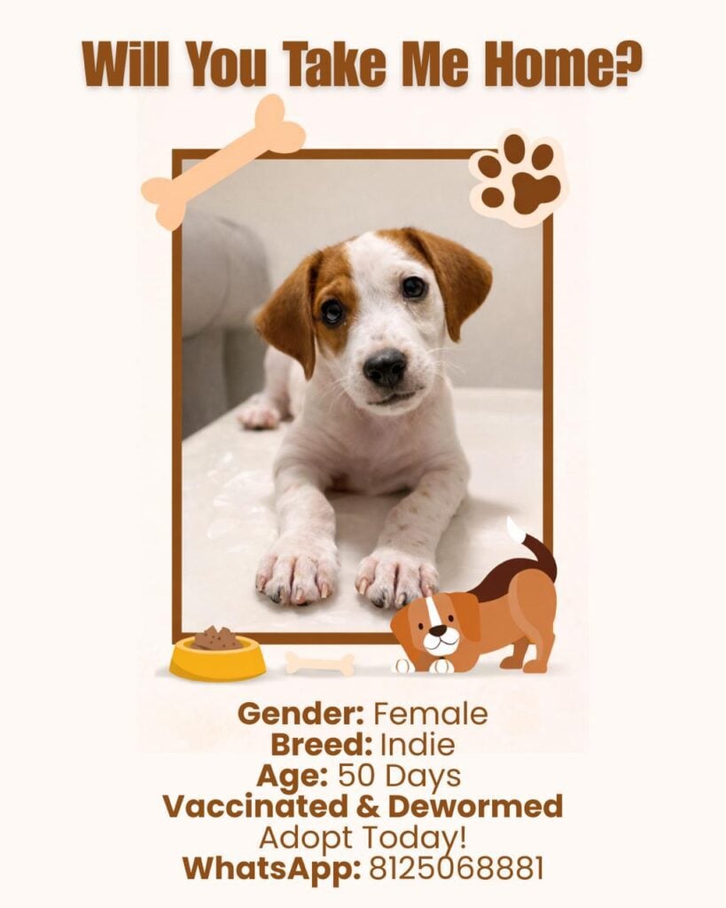 Urgent adoption post appeal, won’t be able to survive on the streets Hyderabad location