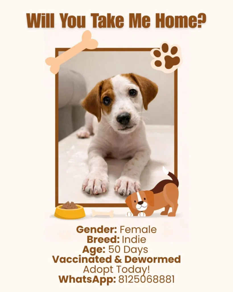 Urgent adoption post appeal, won’t be able to survive on the streets Hyderabad location