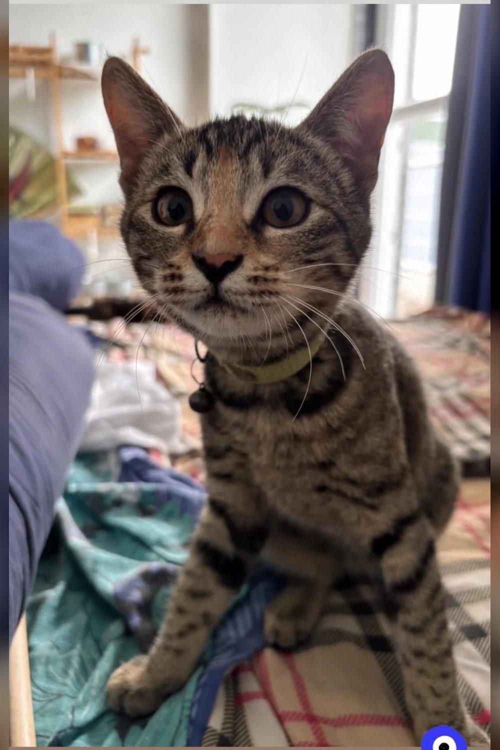 Looking for a forever home for these two adorable fluffballs, Tiku and Kanchi — Delhi NCR