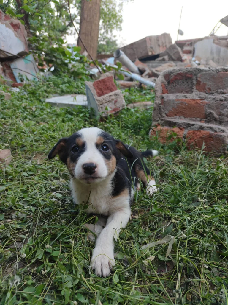 7 indie pups looking for families in and around Ranchi, Jharkhand.