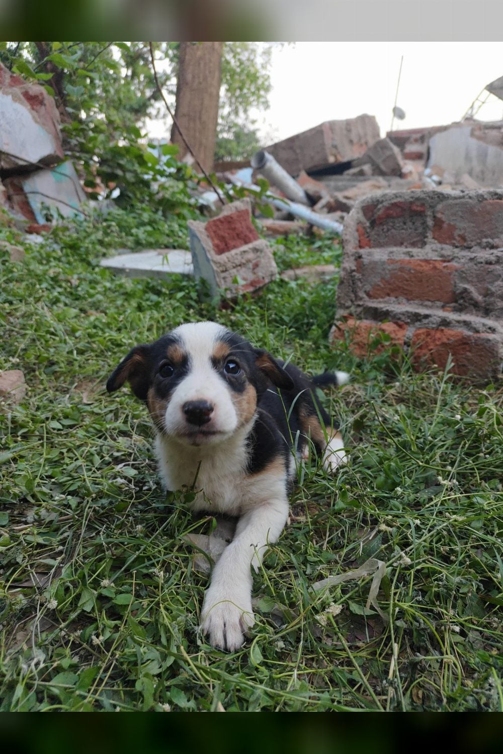 7 indie pups looking for families in and around Ranchi, Jharkhand.