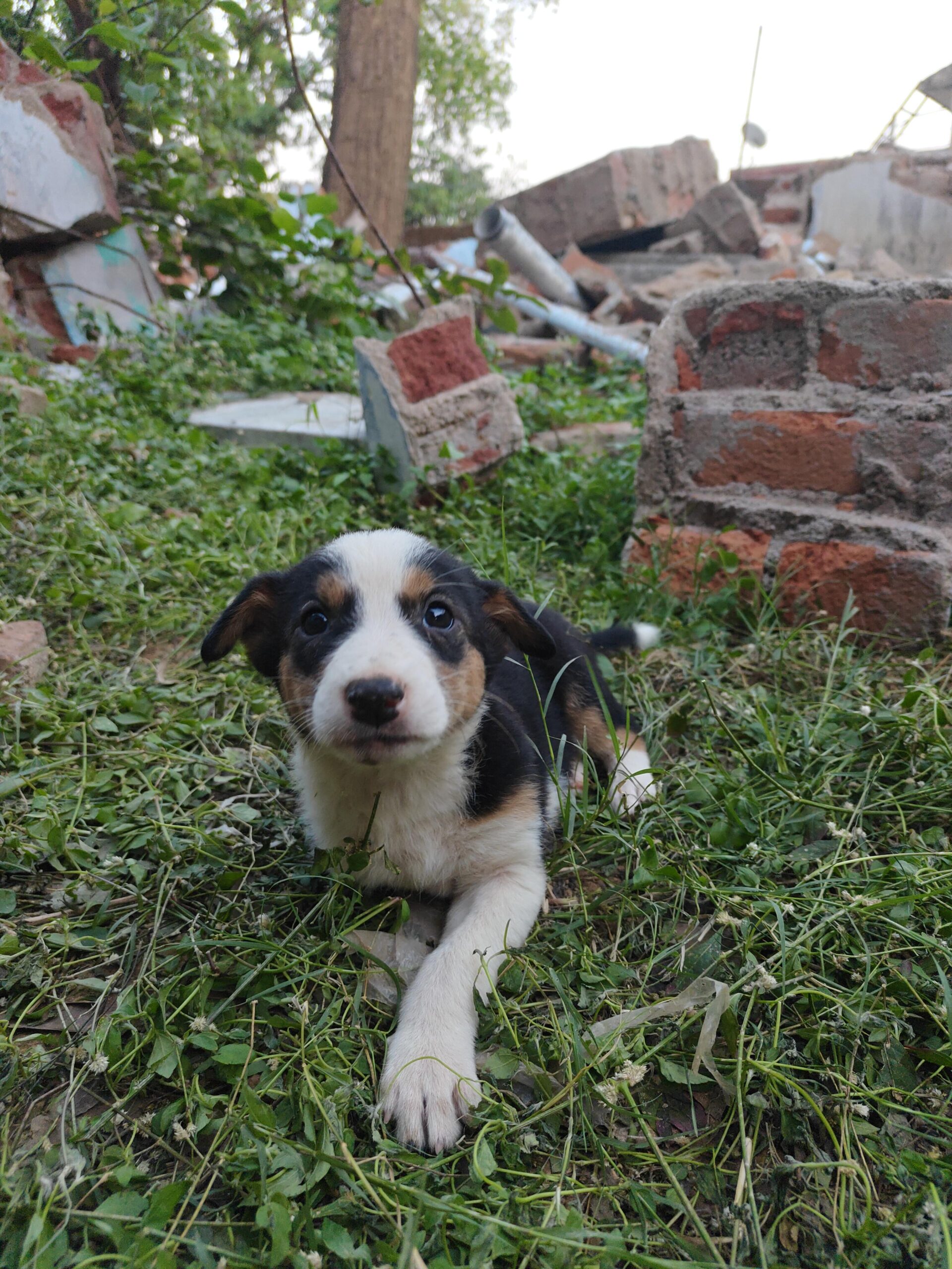 7 indie pups looking for families in and around Ranchi, Jharkhand.