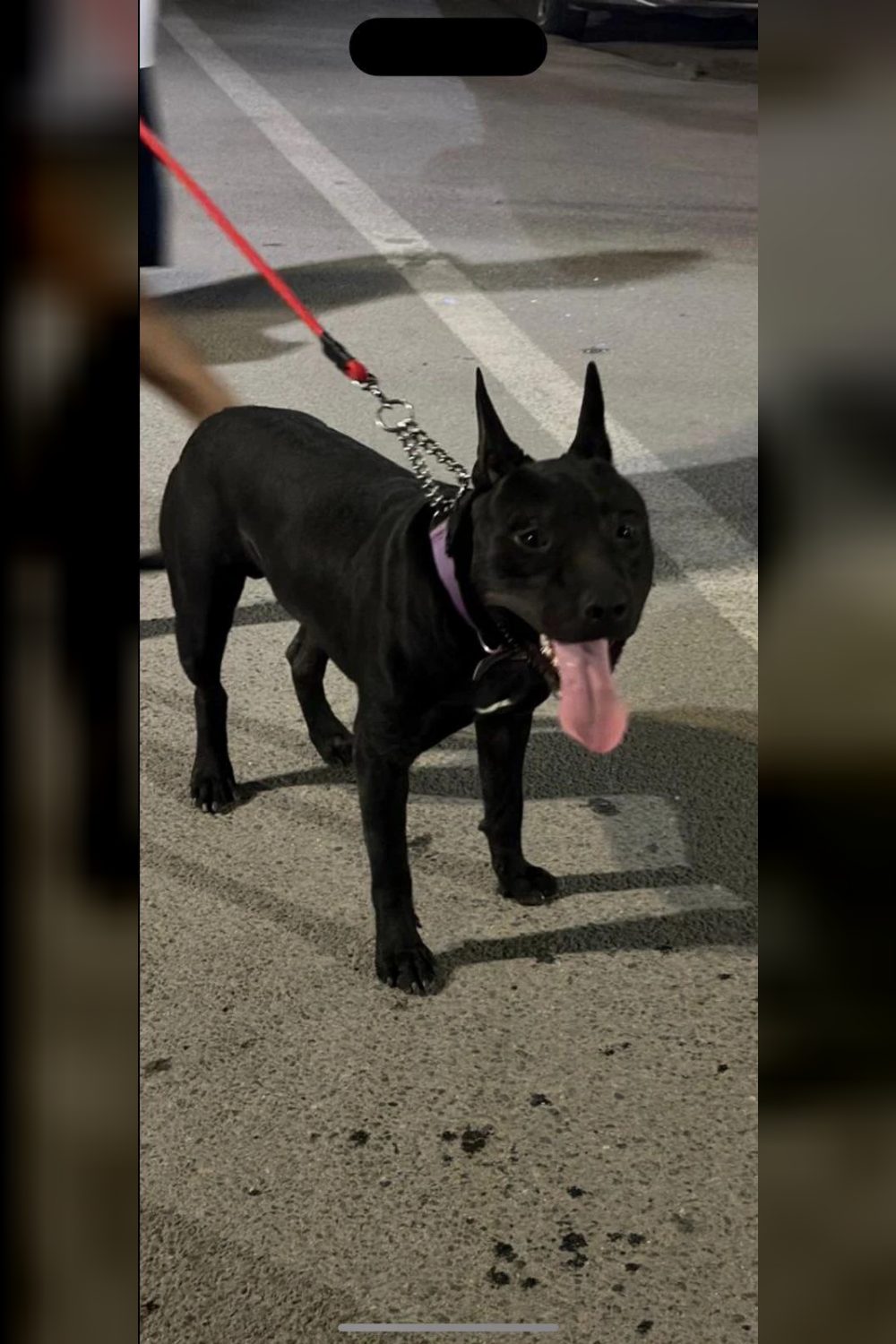 11-month-old male Pitbull for adoption — Delhi NCR