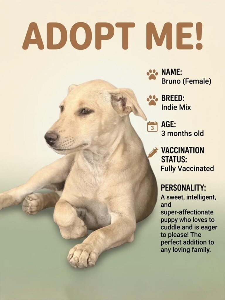 Pups up for adoption.!!