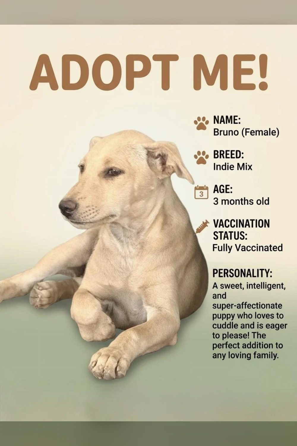 Pups up for adoption.!! — Bengaluru