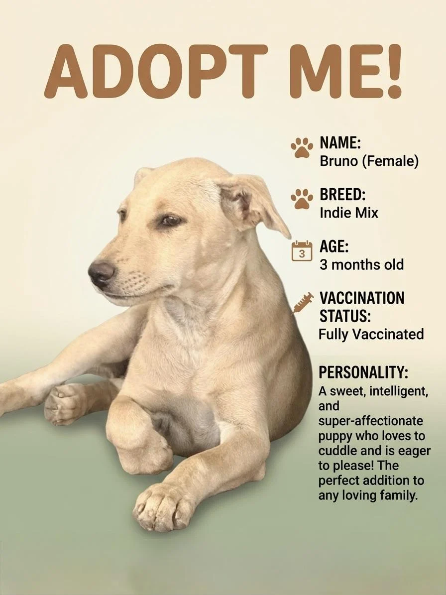 Pups up for adoption.!!
