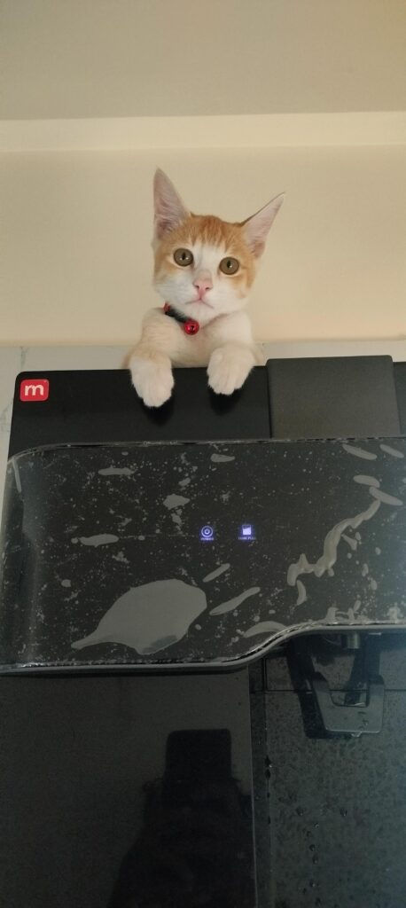 Scooby, a ginger and white male cat around five to six months old, up for adoption