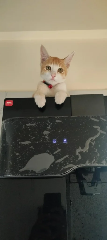 Scooby, a ginger and white male cat around five to six months old, up for adoption