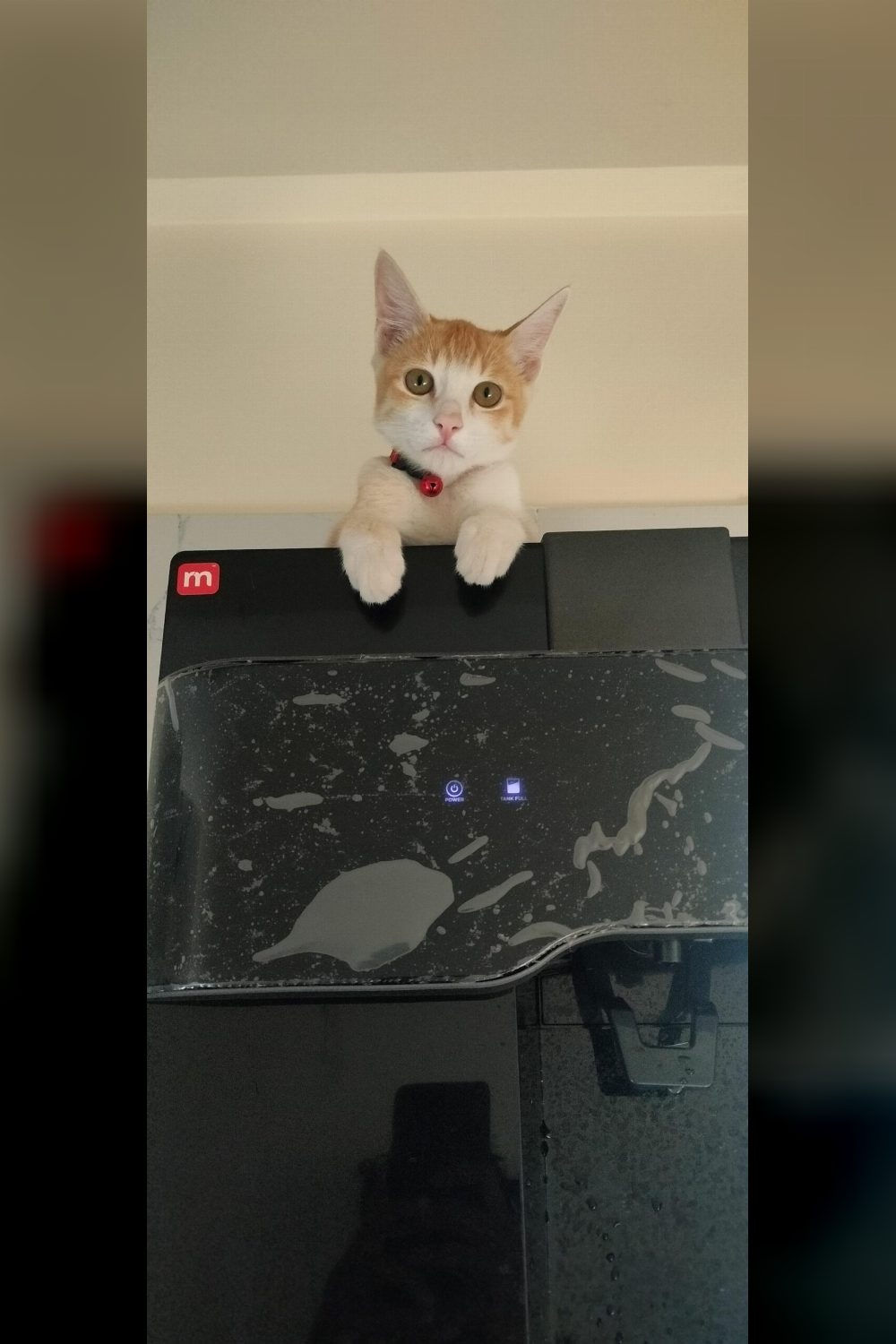 Scooby, a litter-trained ginger cat around five months old — Bengaluru