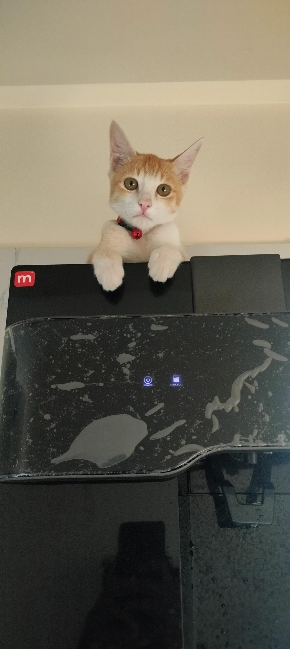 He's 5-6 months old.
