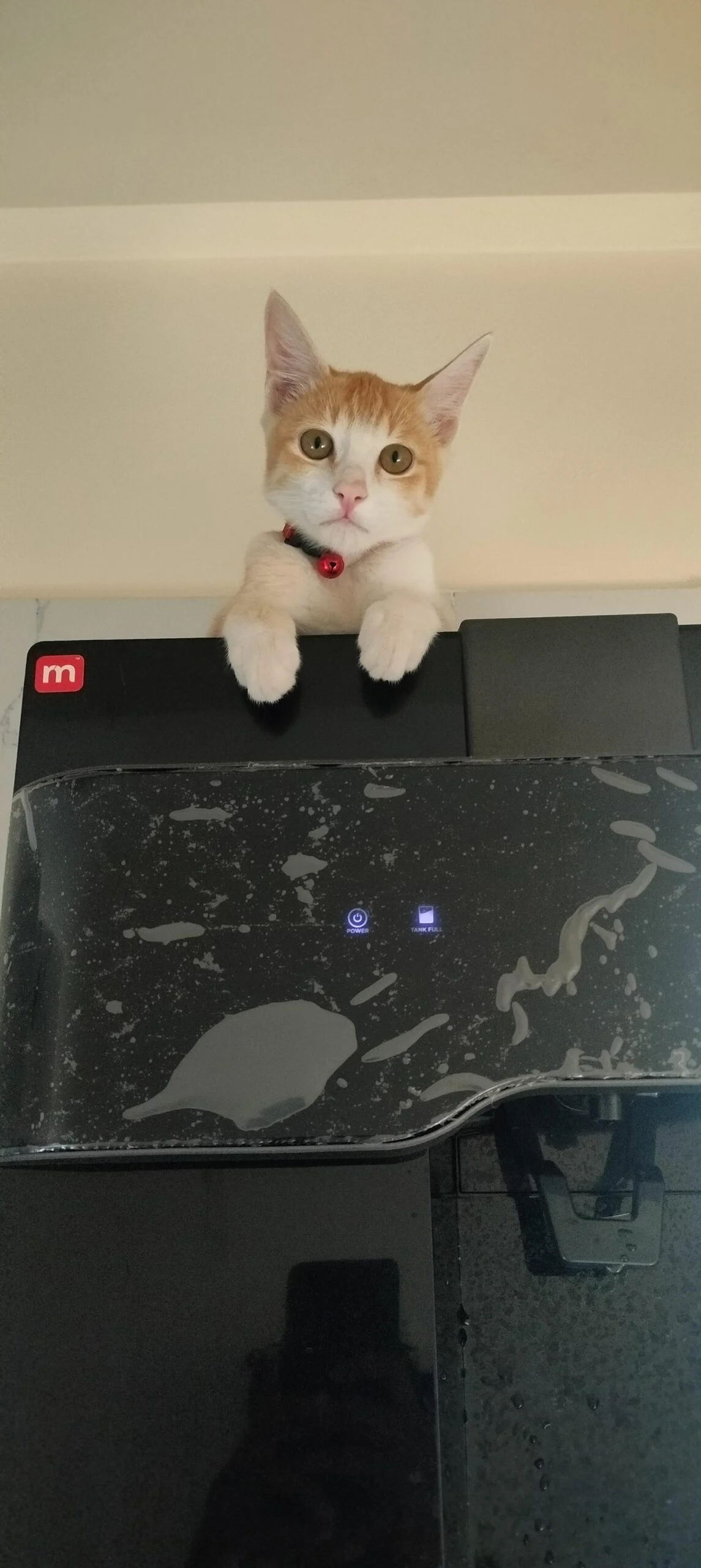 Scooby, a ginger and white male cat around five to six months old, up for adoption
