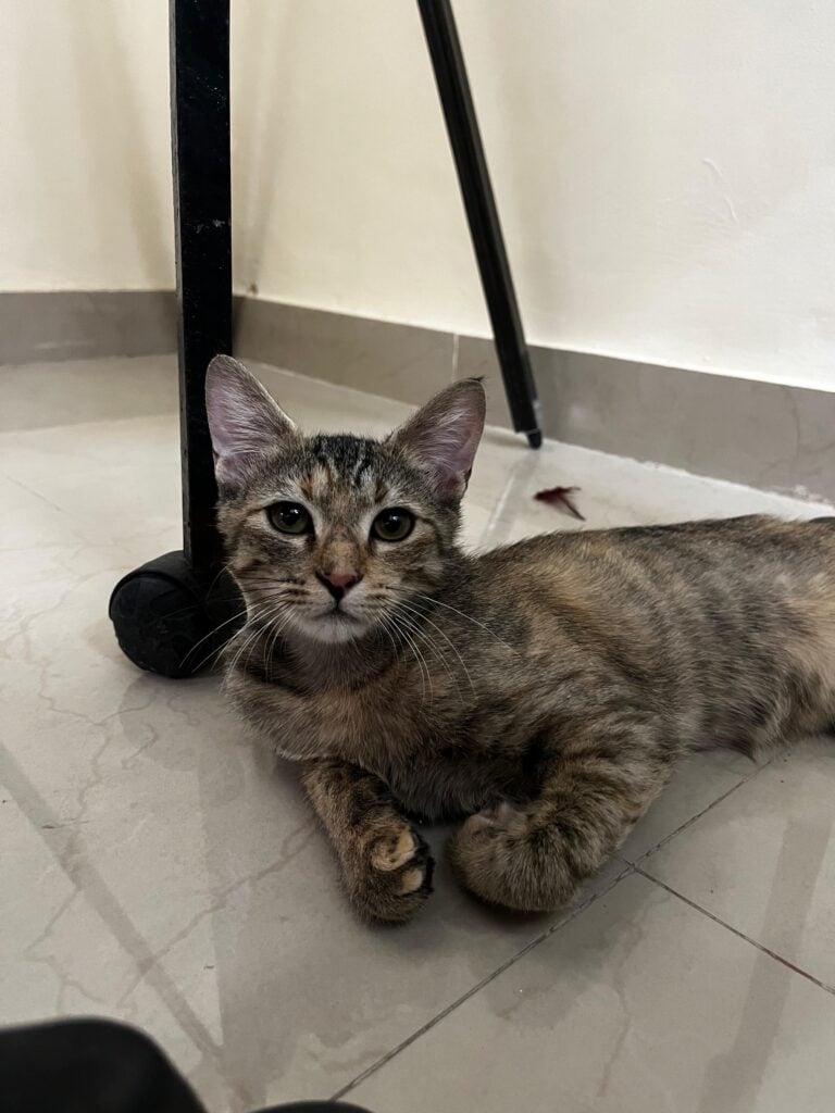 Adoption Appeal Delhi NCR - Jill Needs a Second Chance at Forever