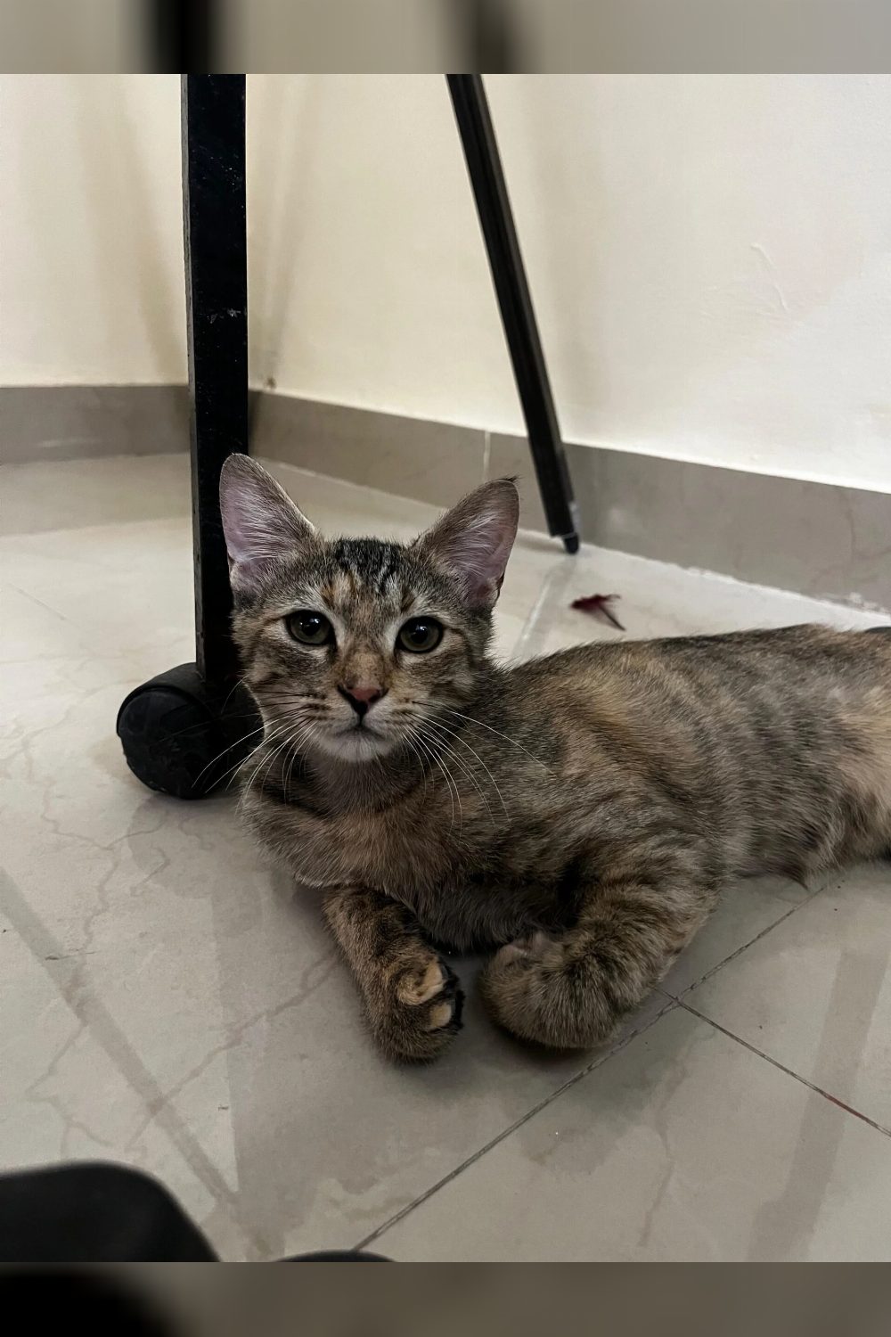 5-month-old female kitten for adoption in Forever — Delhi NCR
