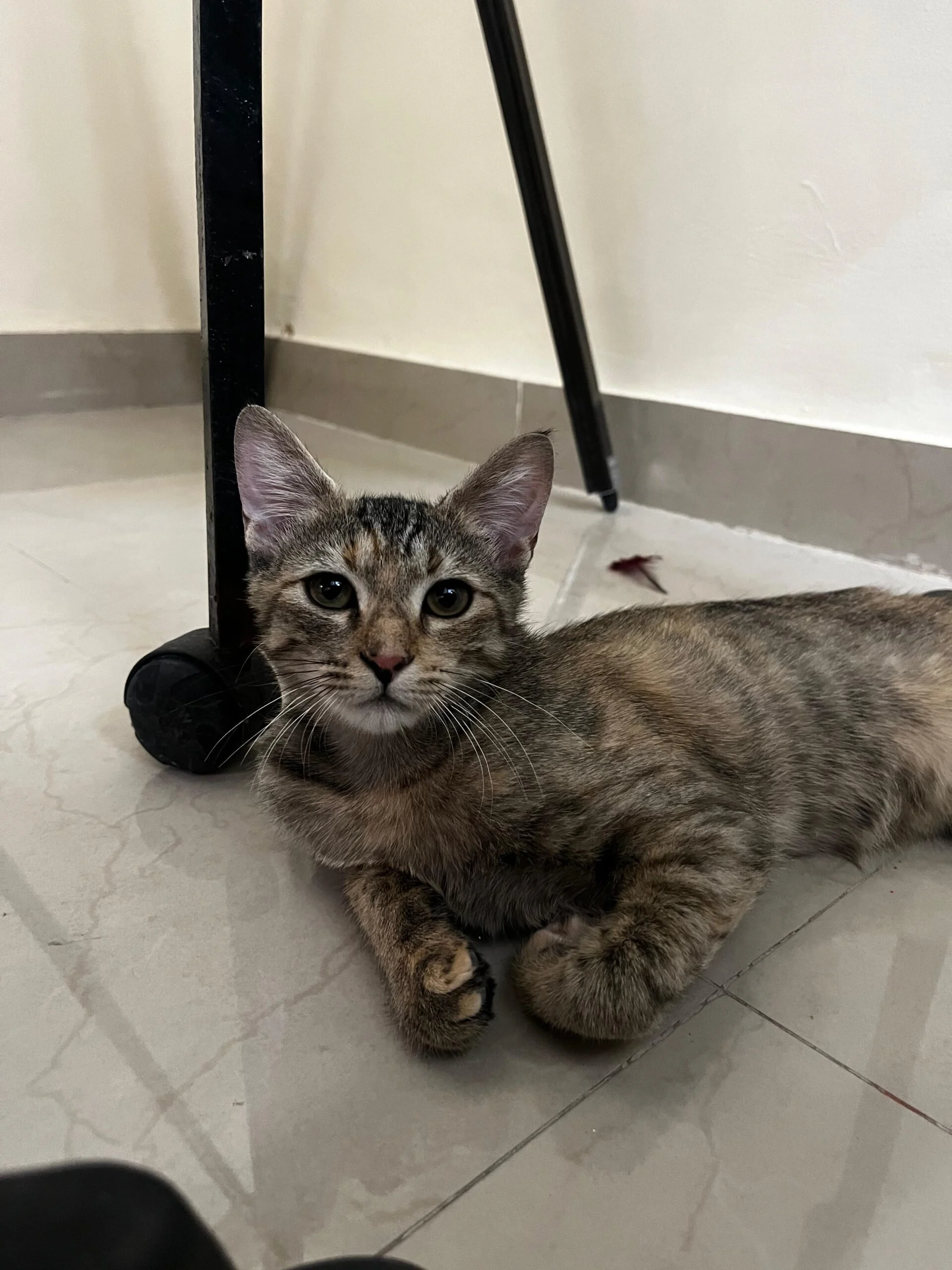 Adoption Appeal Delhi NCR - Jill Needs a Second Chance at Forever