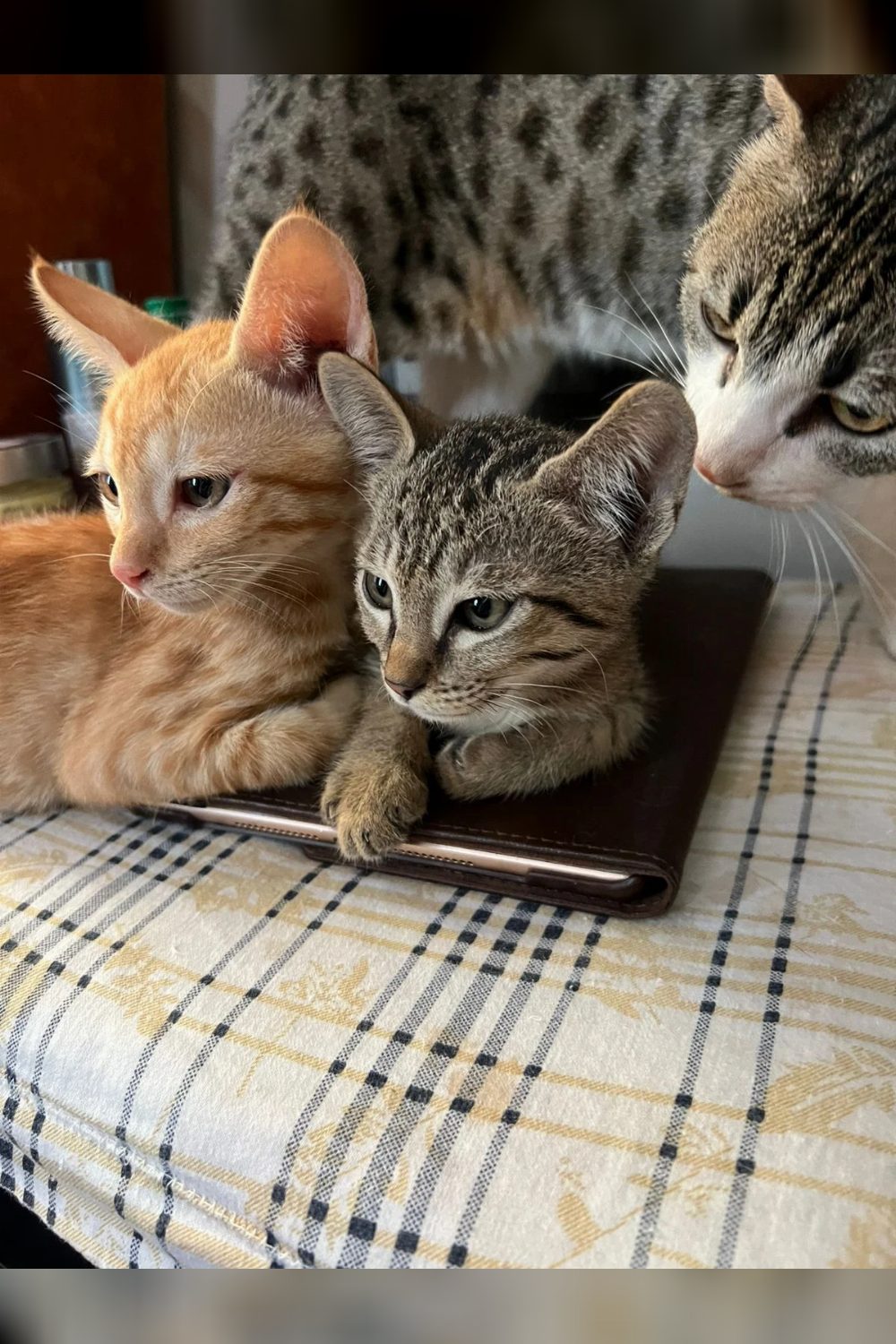 Pair adoption both r male health motherless kittens one month old — Delhi NCR