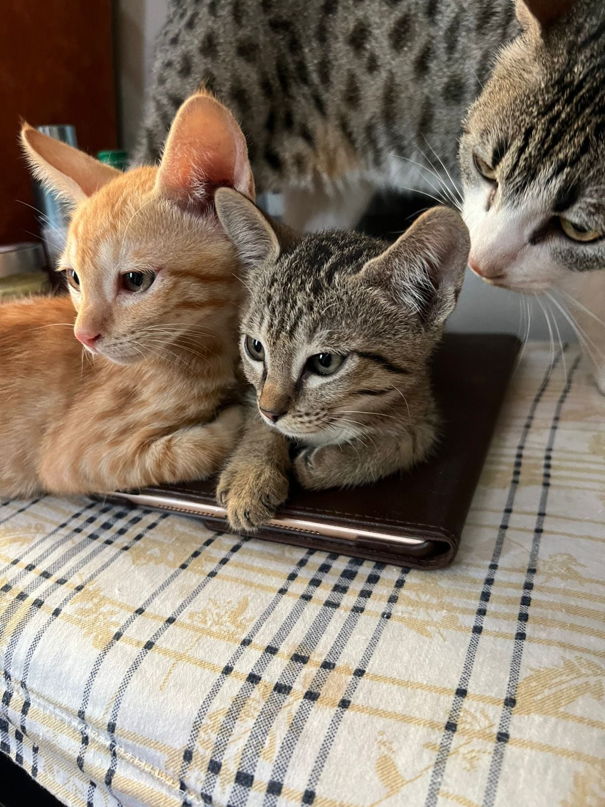 Pair adoption both r male health motherless kittens one month old