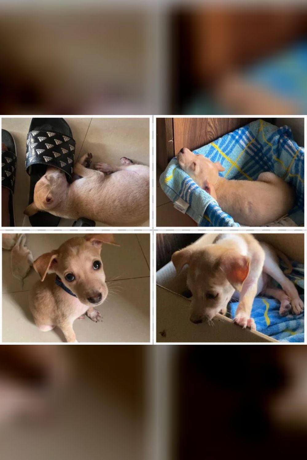 Tiny Puppy for adoption — Navi Mumbai