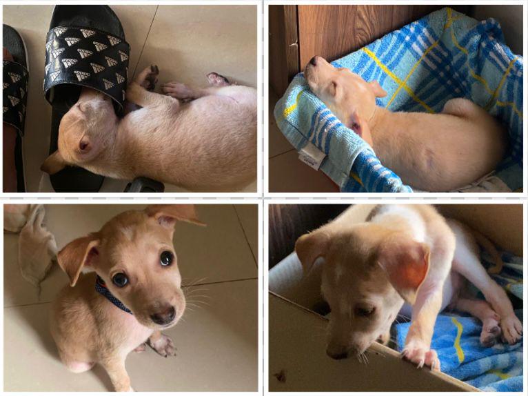 Tiny Puppy for adoption