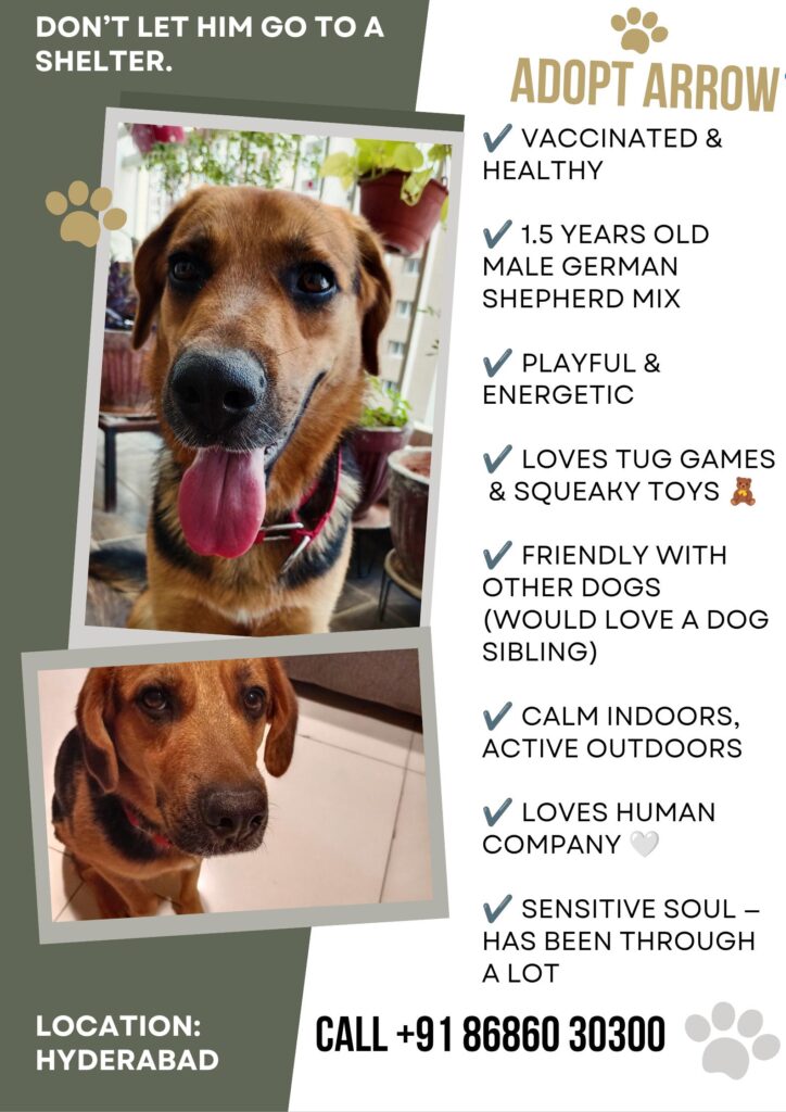 Don't let him go to a shelter 😔