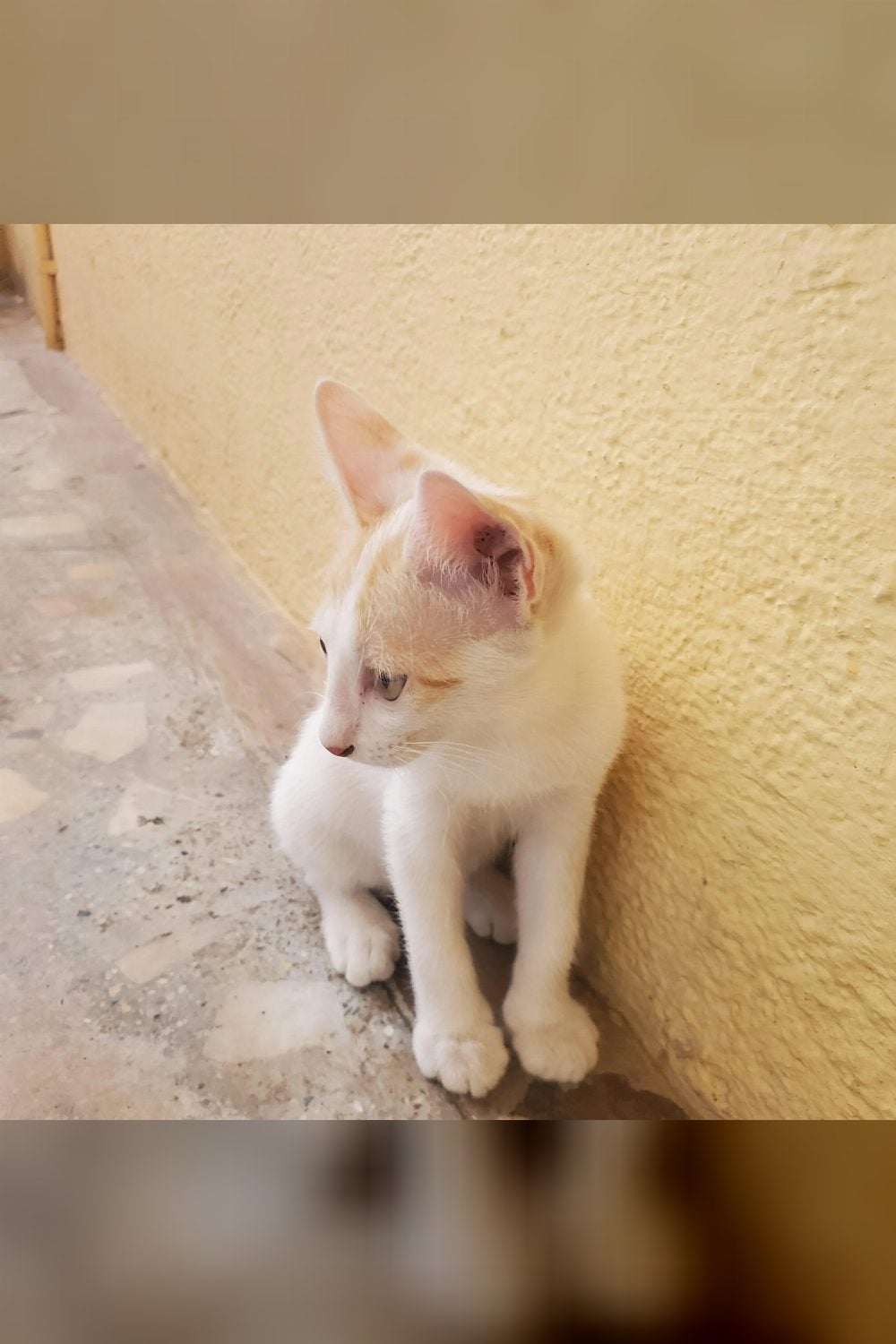 Two lovely kittens up for adoption. — Bengaluru