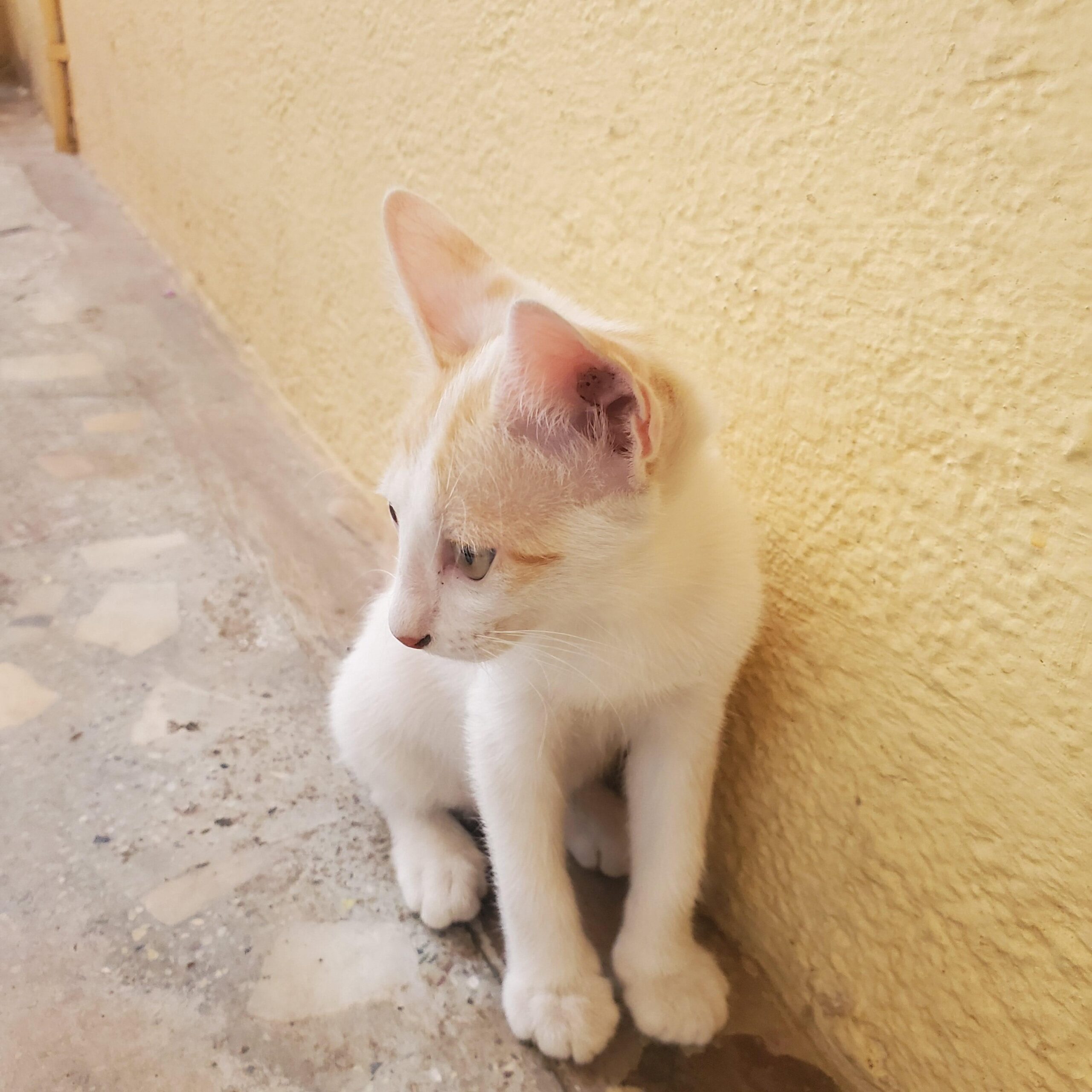 Two lovely kittens up for adoption.