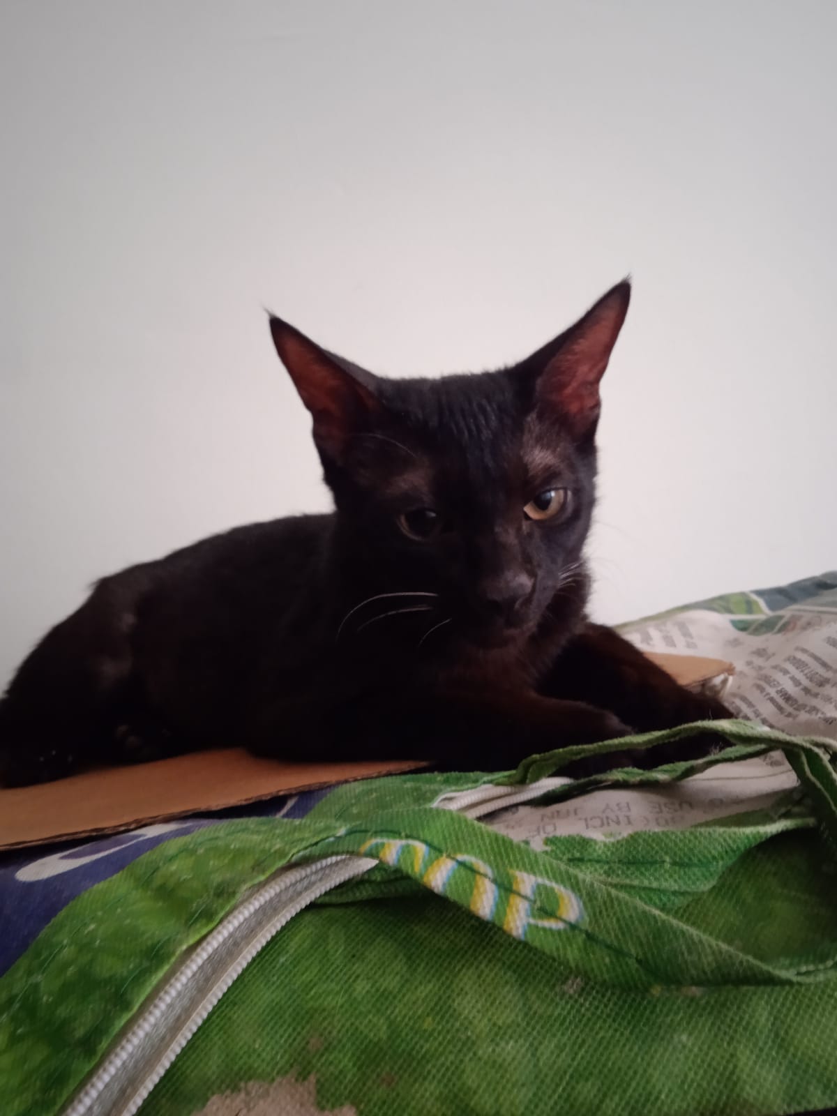 Looking for a loving home for my girl child