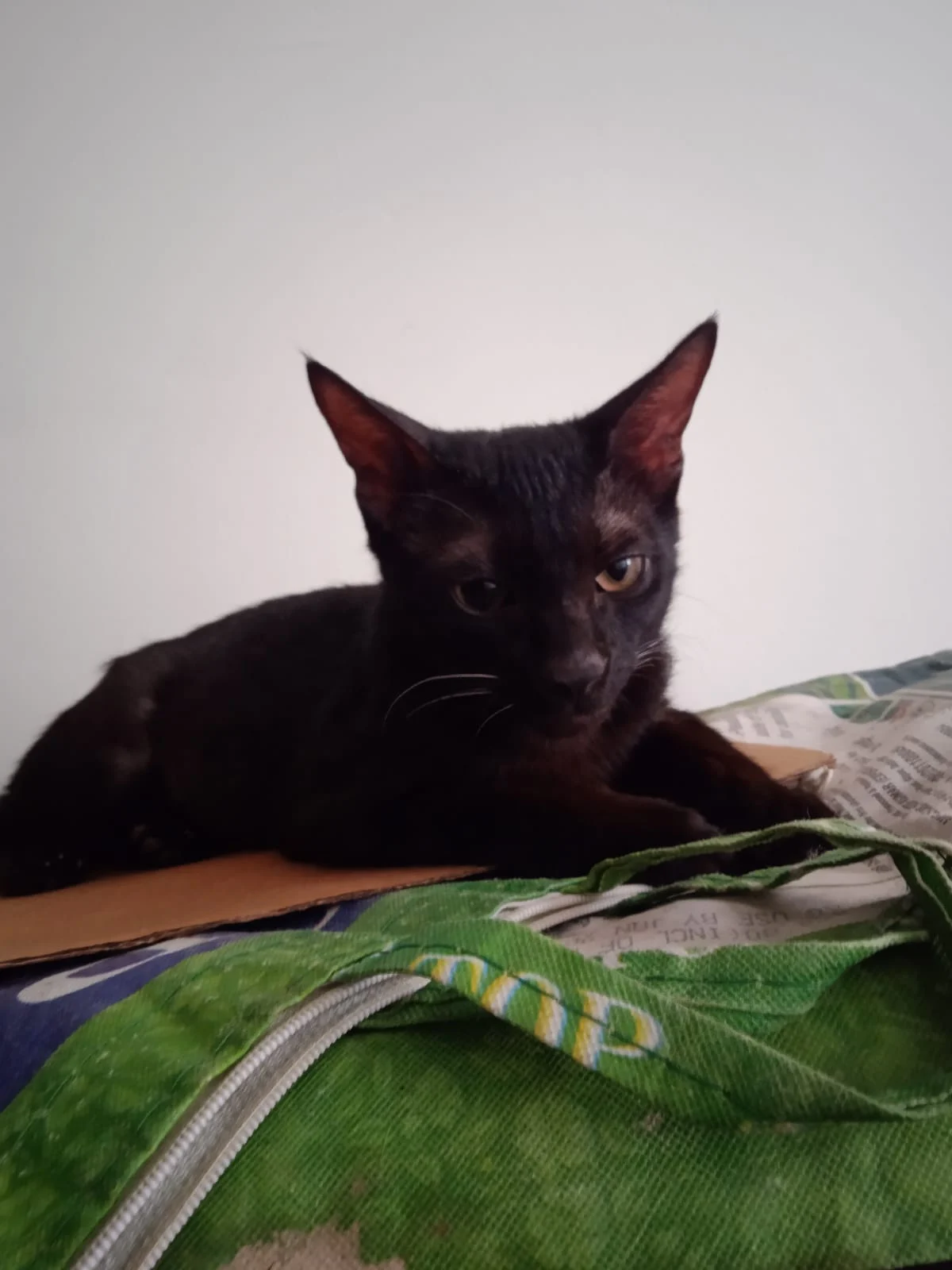 Looking for a loving home for my girl child