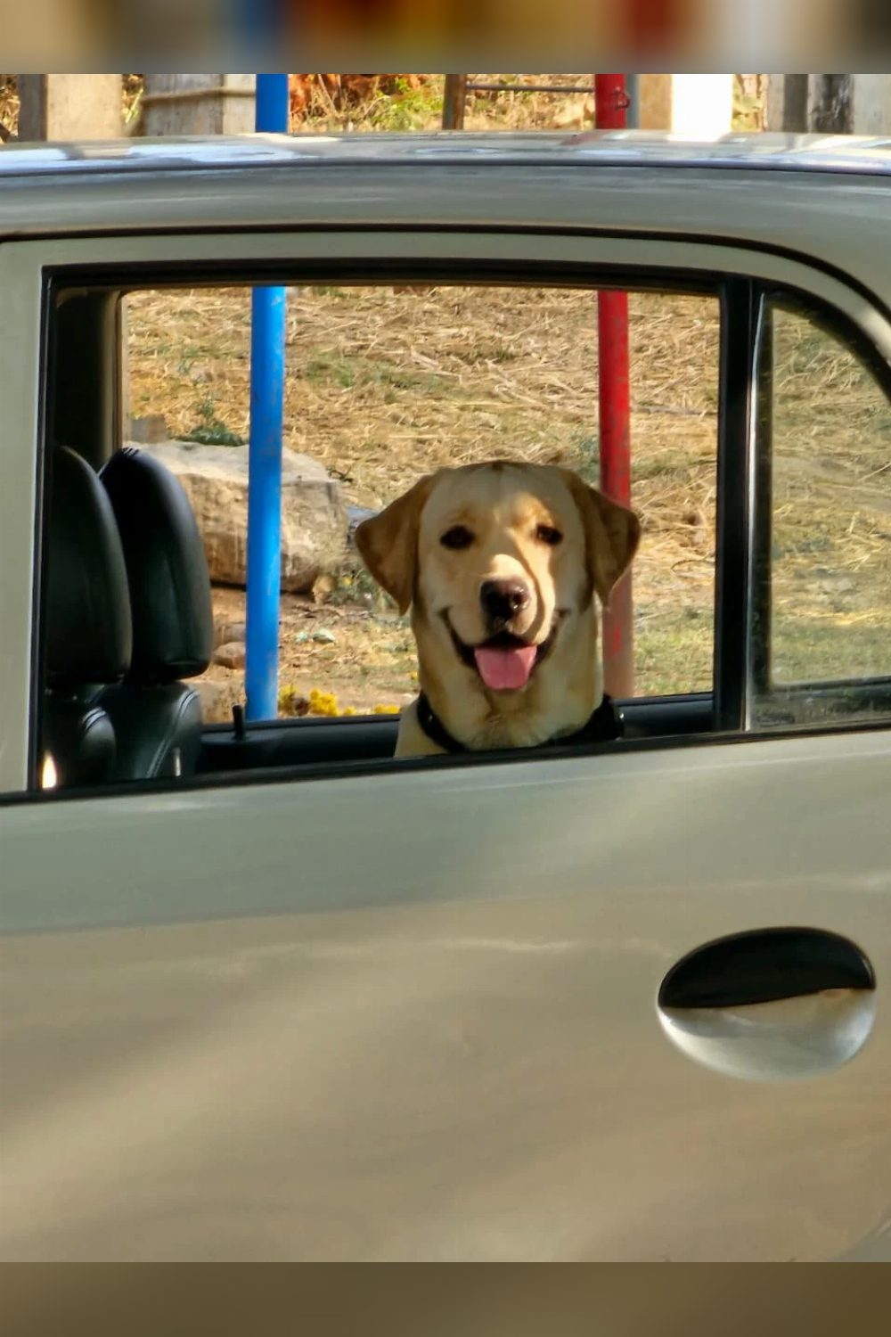 Maggie looking for parents — Bengaluru