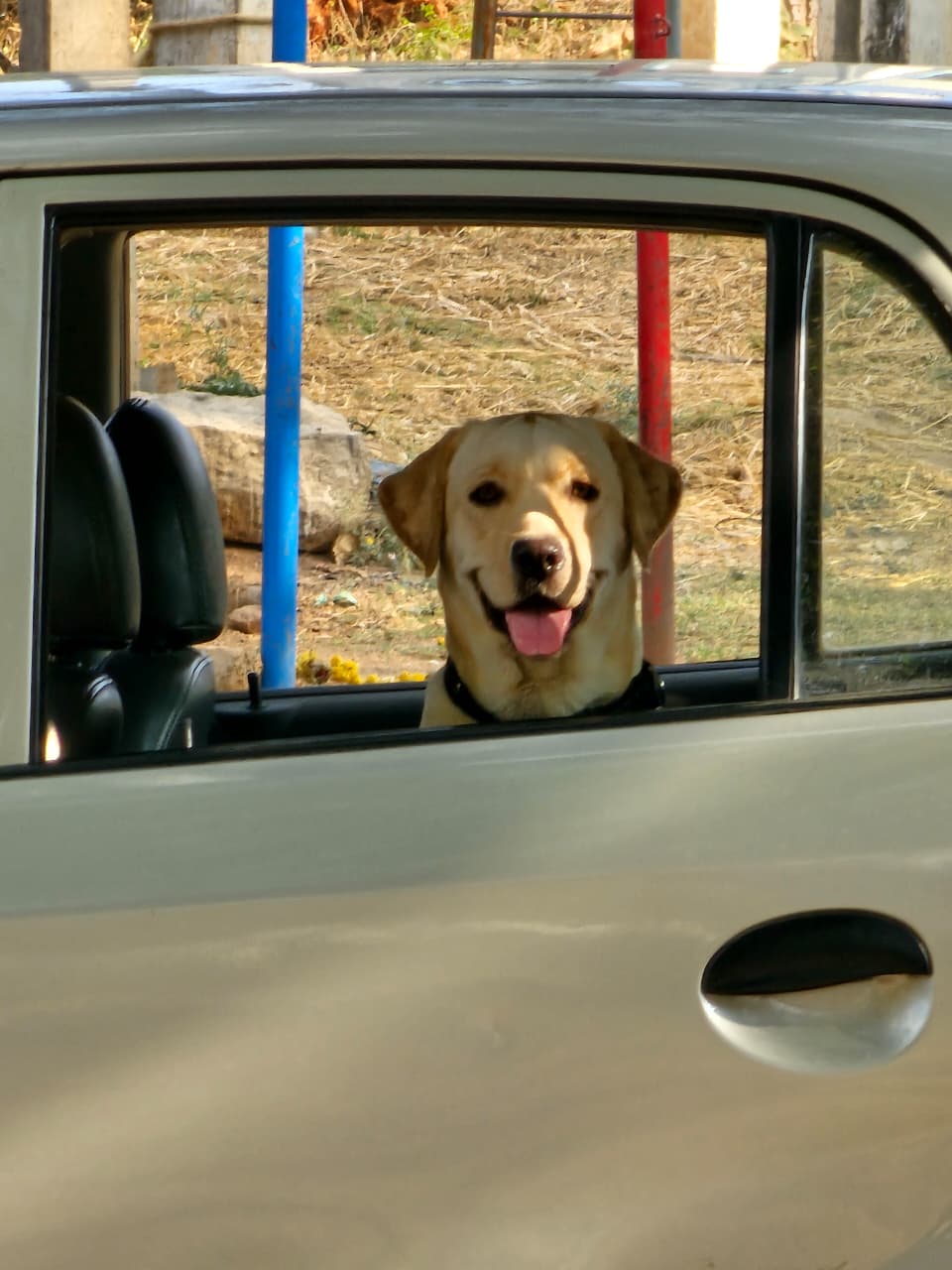 Maggie looking for parents In bengaluru