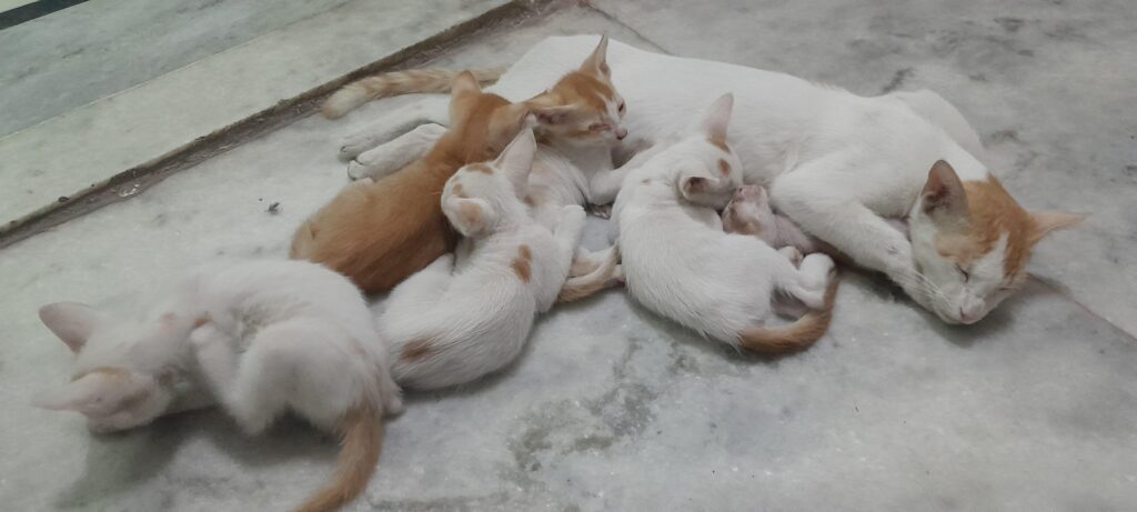 Kittens for adoption:New Delhi
