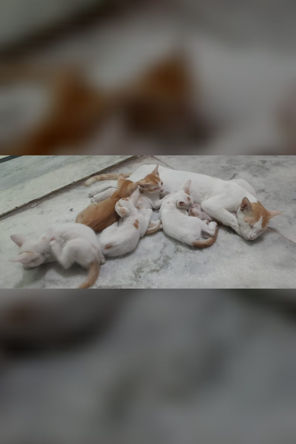 Seven 8-week-old kittens for adoption — Delhi NCR