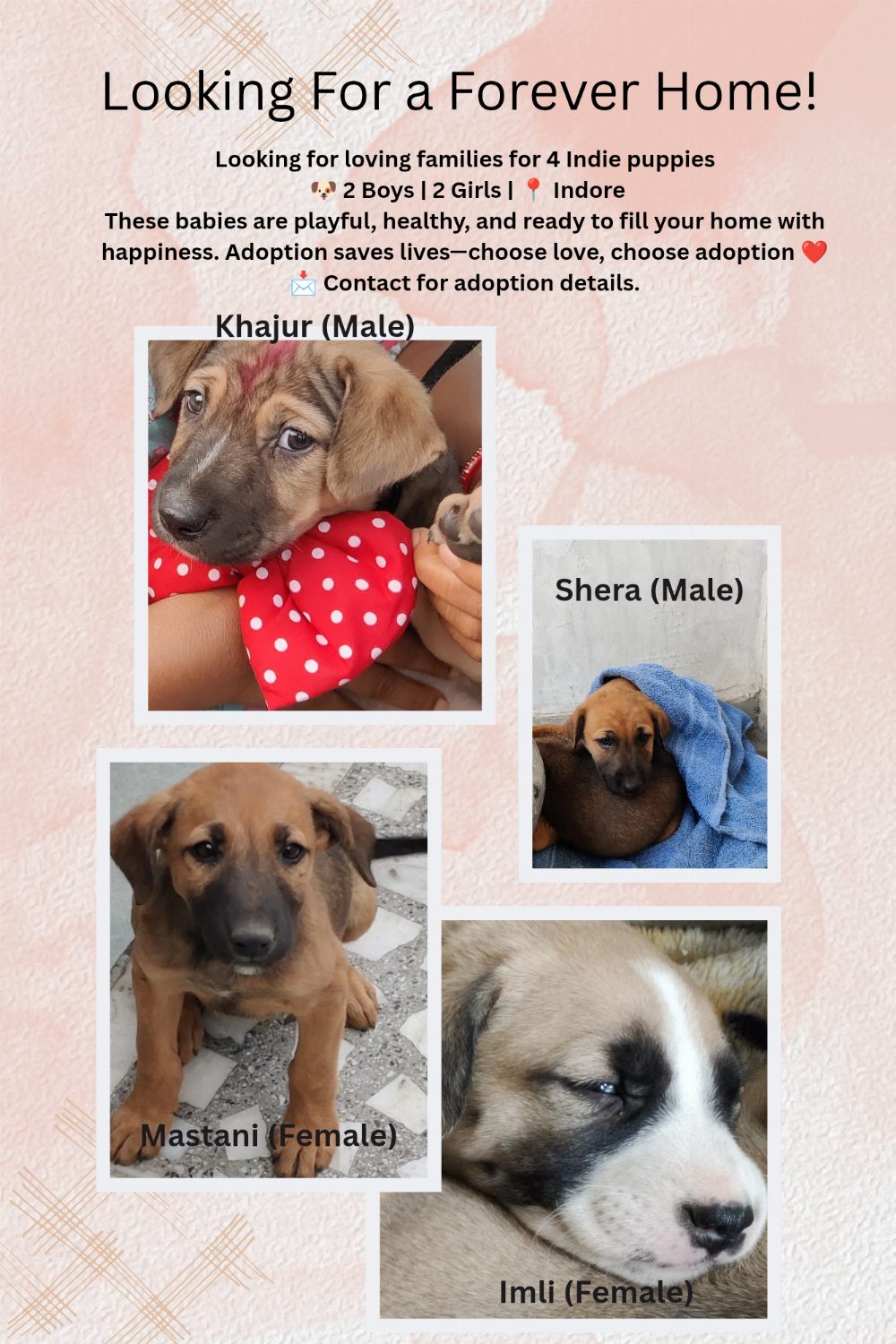 Indie Puppies Looking for Loving Homes in Indore 🐾❤️
