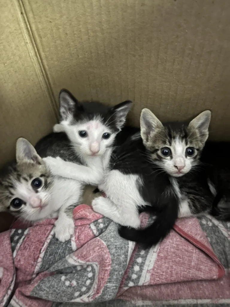 Kittens up for Adoption in Mumbai β Looking for Loving Homes