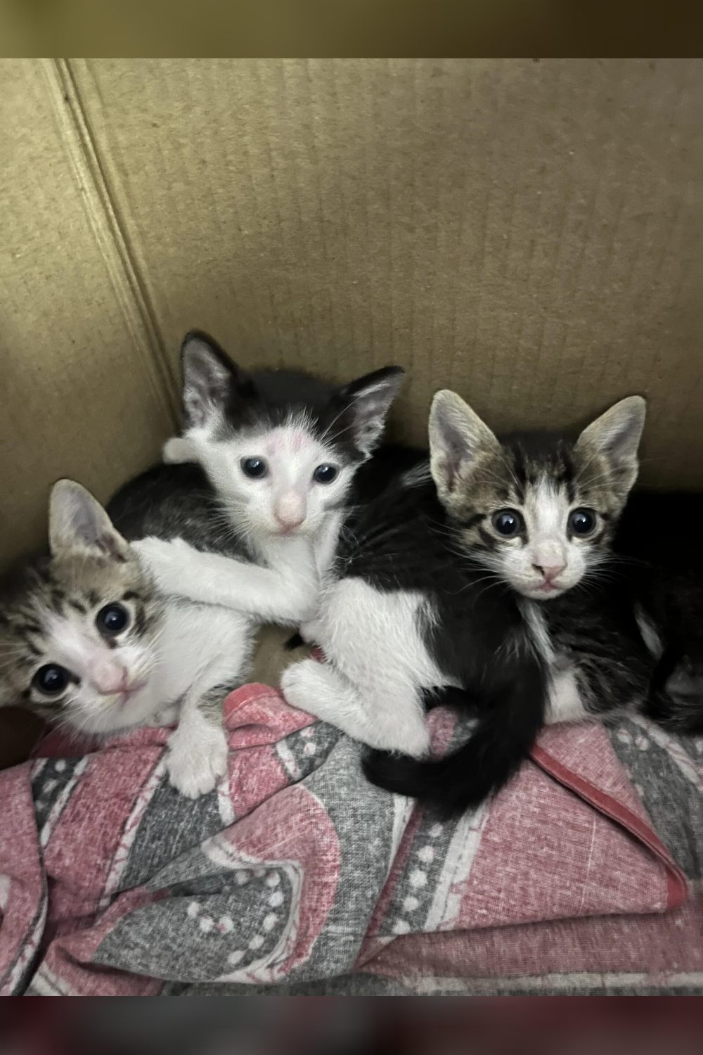 Kittens up for Adoption in Mumbai — Looking for Loving Homes — Kalyan