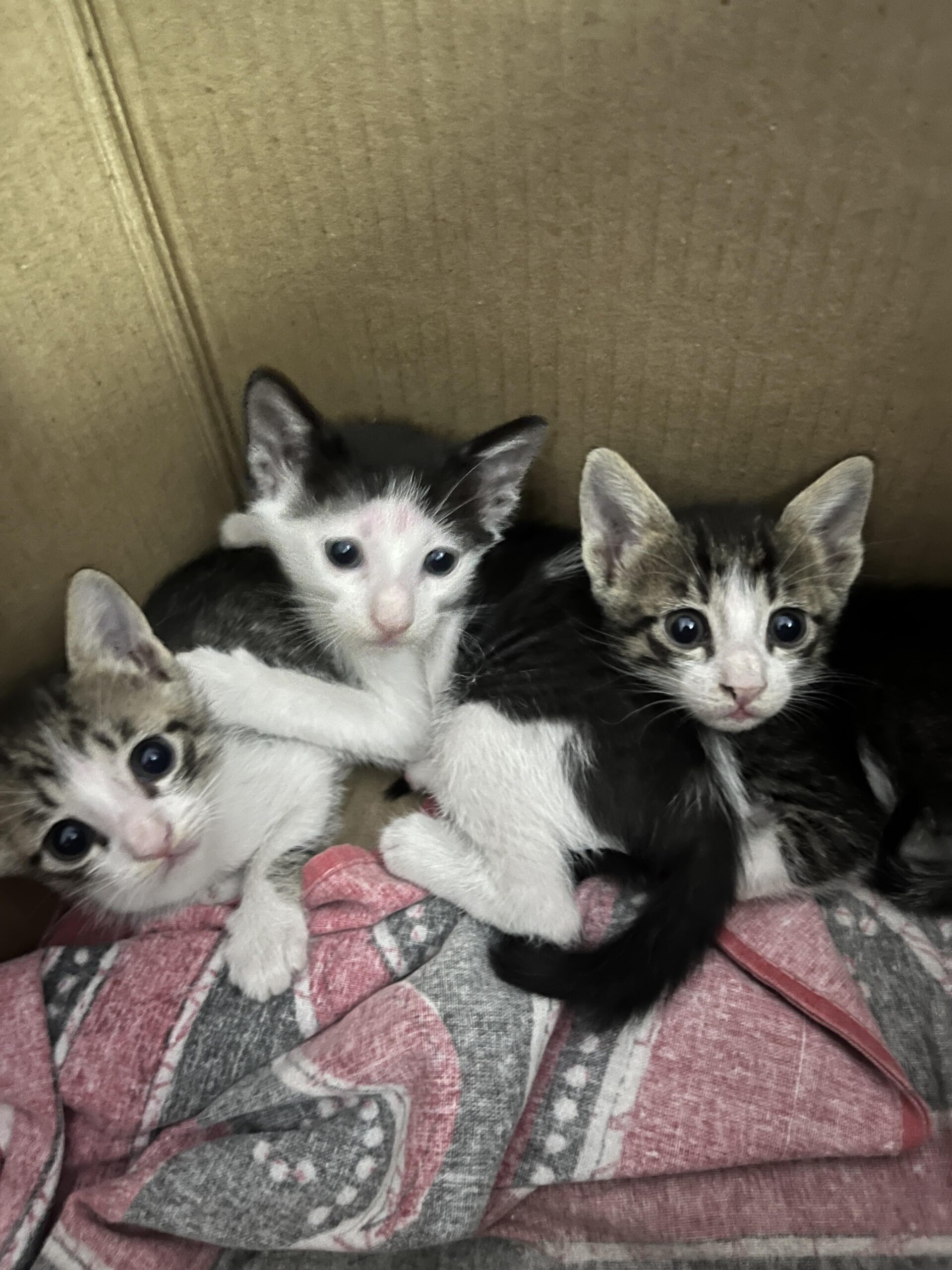Kittens up for Adoption in Mumbai – Looking for Loving Homes