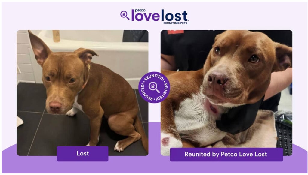 how to find lost dog with AI | Side-by-side photos of Millie, a brown American Staffordshire Terrier mix. The left shows her original photo, and the right shows her recovering safely after her owner used AI to find their lost dog through Petco Love Lost.